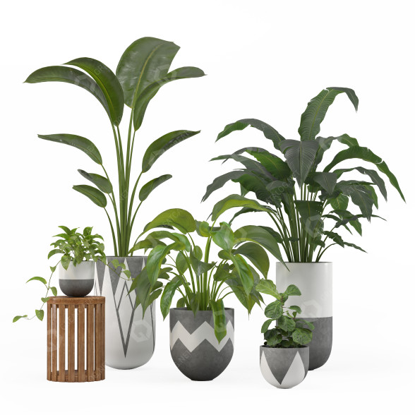 Flowerpots Indoor Plant Set 001 3D model