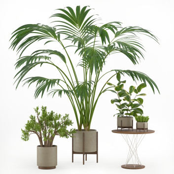 Indoor Plant Set 002