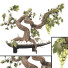 Flowerpot Grape Bonsai 01 - mio