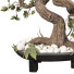 Flowerpot Grape Bonsai 01 - mio