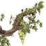 Flowerpot Grape Bonsai 01 - mio