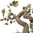 Flowerpot Grape Bonsai 01 - mio
