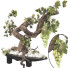 Flowerpot Grape Bonsai 01 - mio