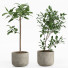 Macetas Conjunto de plantas de interior 006 - nr.asgari