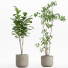 Macetas Conjunto de plantas de interior 006 - nr.asgari