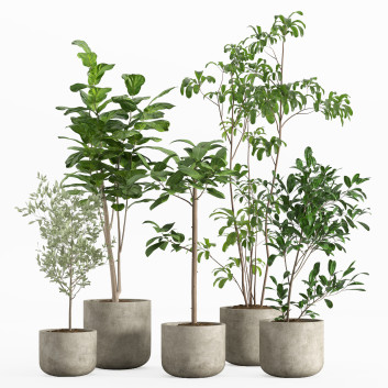 Macetas Conjunto de plantas de interior 006