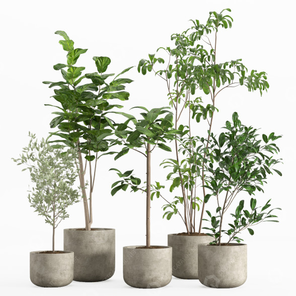 Macetas Conjunto de plantas de interior 006 Modelo 3D