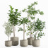 Macetas Conjunto de plantas de interior 006 - nr.asgari