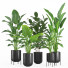 Macetas Conjunto de plantas de interior 007 - nr.asgari