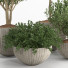 Macetas Conjunto de plantas de interior 11 - nr.asgari