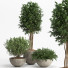 Macetas Conjunto de plantas de interior 11 - nr.asgari