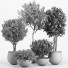 Macetas Conjunto de plantas de interior 11 - nr.asgari