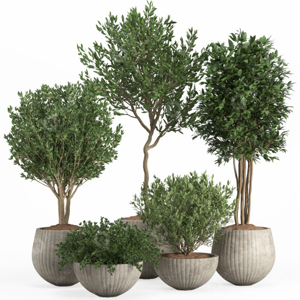 Macetas Conjunto de plantas de interior 11 Modelo 3D