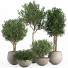 Macetas Conjunto de plantas de interior 11 - nr.asgari
