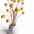 Bouquet Billy Button Balls - Abdulloh3D