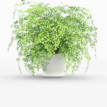 Blumentopf Adiantum