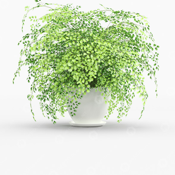 Blumentopf Adiantum 3D-Modell