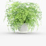 Blumentopf Adiantum - vizz.n3d