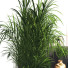 Arbeitsbereich und Blumentöpfe Home Office Work and Set 331 - unisjamavari