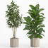 Macetas Conjunto de plantas de interior 12 - nr.asgari