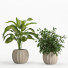 Macetas Conjunto de plantas de interior 12 - nr.asgari