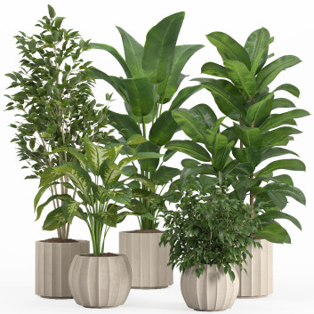 Macetas Conjunto de plantas de interior 12