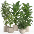 Macetas Conjunto de plantas de interior 12 - nr.asgari