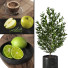 Декор Fruit and Drink Set 01 - moyarahmadi1