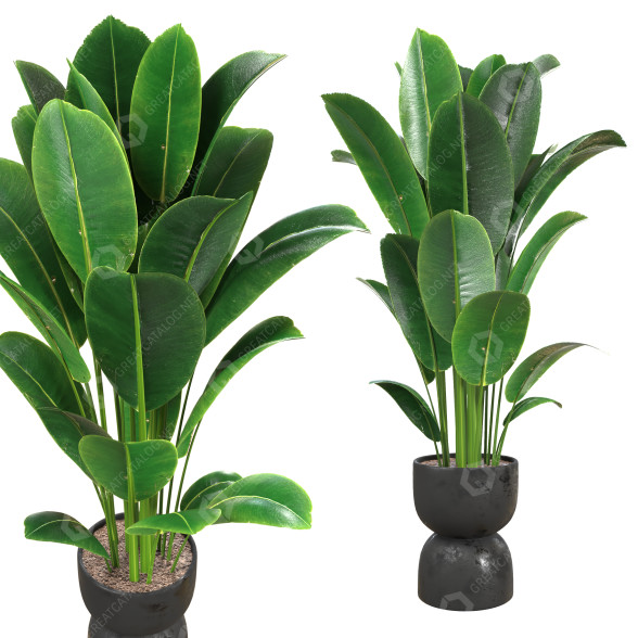Pot de fleurs Plantes d'intérieur 01 modèle 3D