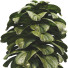 Doniczka Ficus Lyrata Bambino - mio