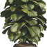 Doniczka Ficus Lyrata Bambino - mio