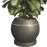 Doniczka Ficus Lyrata Bambino - mio