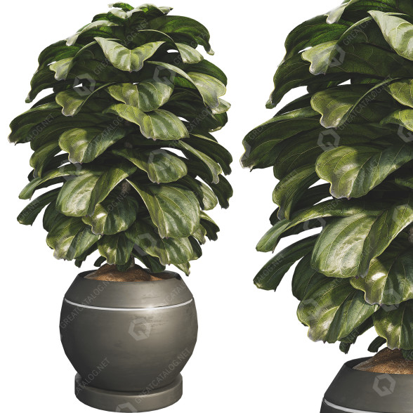 Doniczka Ficus Lyrata Bambino model 3D