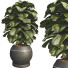 Doniczka Ficus Lyrata Bambino - mio