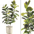 Blumentöpfe Ficus Elastica Baum Gummipflanze 02 - mio