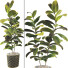 Blumentöpfe Ficus Elastica Baum Gummipflanze 02 - mio
