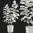 Blumentöpfe Ficus Elastica Baum Gummipflanze 02 - mio
