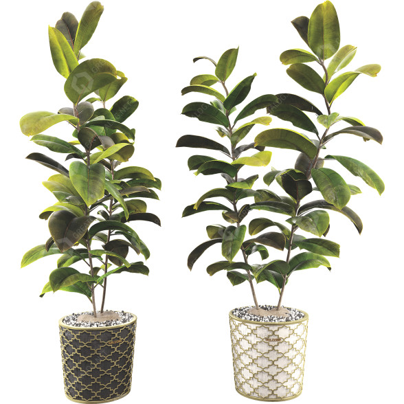 Blumentöpfe Ficus Elastica Baum Gummipflanze 02 3D-Modell