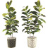 Blumentöpfe Ficus Elastica Baum Gummipflanze 02 - mio