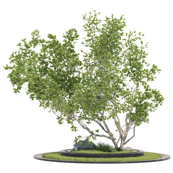 Baum Magie 01 3D-Modell