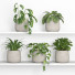 Flowerpots Plants 02 - nr.asgari