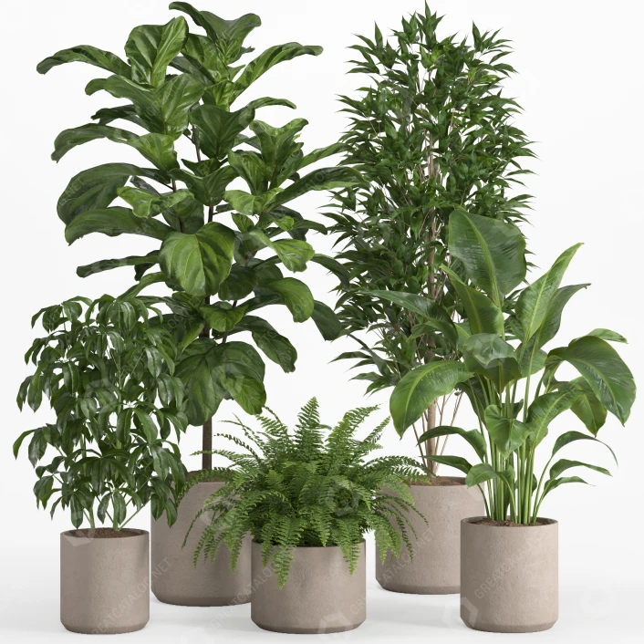 euphorbia tithymaloides variegata Euphorbia Tithymaloides Variegata 6 Inch Nursery Pot – Haryali : Apna Plant  Store