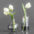 Vasen und Blumensträuße White Tulips - SAnn