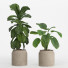 Macetas Conjunto de plantas de interior 018 - nr.asgari