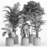 Macetas Conjunto de plantas de interior 018 - nr.asgari