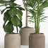 Macetas Conjunto de plantas de interior 018 - nr.asgari