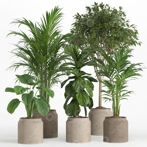 Macetas Conjunto de plantas de interior 018 Modelo 3D