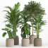 Macetas Conjunto de plantas de interior 018 - nr.asgari