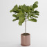 Doniczka Fiddle Fig Ficus - arsehstudio
