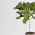 Doniczka Fiddle Fig Ficus - arsehstudio